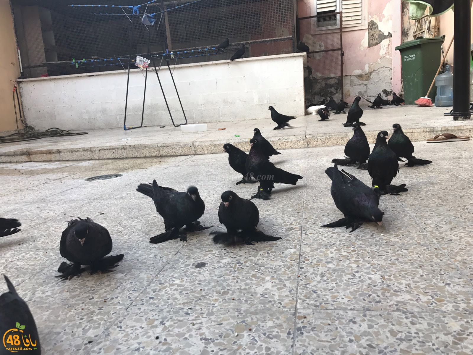 zohdi 3ashoor 7amam (18).jpg